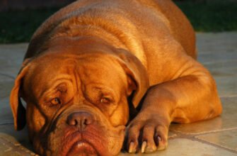 Вибір собак: переваги породи з фільму Тернер і Гуч