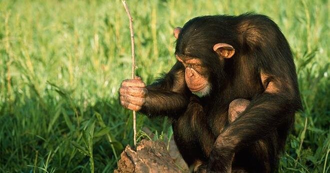 Тварини та знаряддя: як інстинкт стає вправністю в дикій природі Тварини та знаряддя: як інстинкт стає вправністю в дикій природі