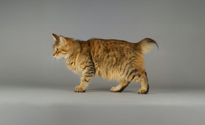 Порода кошек с коротким хвостом: огляд найкращих представників