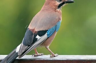 Хто вбив сойку: розкриття таємниці в літературному творі