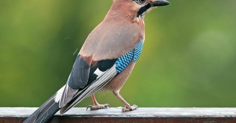 Хто вбив сойку: розкриття таємниці в літературному творі