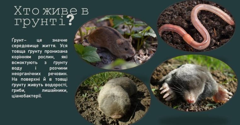 Хто живе у грунті: вивчення мешканців підземного світу