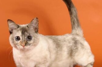 Маленька порода кішок: вибір, особливості та догляд вашого улюбленця