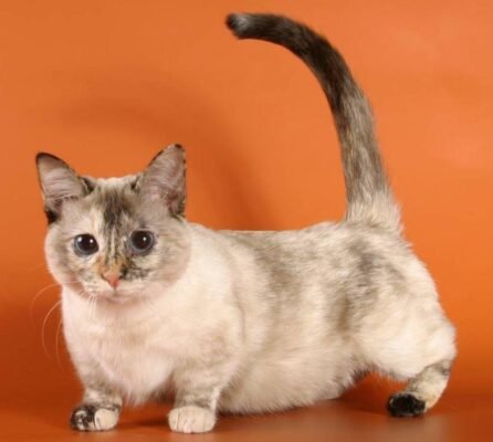 Маленька порода кішок: вибір, особливості та догляд вашого улюбленця