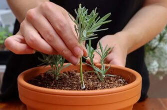 Як посадити лаванду з гілочки: прості кроки для успішного вирощування