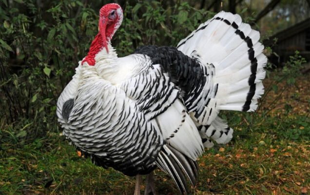 Кращі породи індиків для домашнього утримання: оберіть свою ідеальну