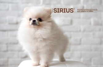 Шпиц порода: історія, догляд та поради для власників