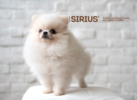 Шпиц порода: історія, догляд та поради для власників