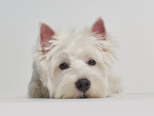 Біла собака порода: вибір і догляд за пухнастою улюбленицею