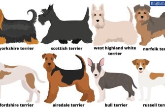 Англійські породи собак: Керівництво для вибору найкращих улюбленців