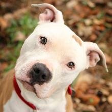 Гладкошерсті породи собак: огляд найпопулярніших варіантів для дому