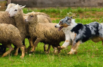 Найкращі породи пастуших собак: оберіть ідеального охоронця для овець