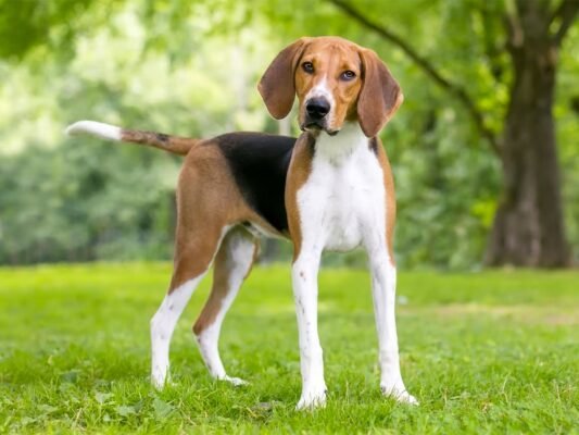 Огляд найкращих мисливських собачих порід: оберіть ідеального компаньйона