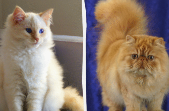 Найпривабливіші породи котів пухнастих: вибір для любителів м’якості