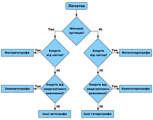 Хто такі гетеротрофи? Розкриття поняття в біології для всіх