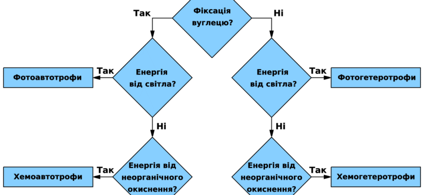 Хто такі гетеротрофи? Розкриття поняття в біології для всіх