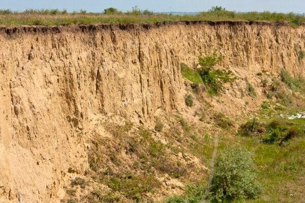 Лесові породи: важливість, властивості та застосування в будівництві