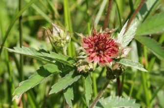 Сабельник: лікувальні властивості та способи застосування рослини