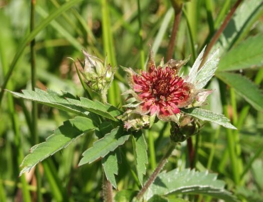 Сабельник: лікувальні властивості та способи застосування рослини
