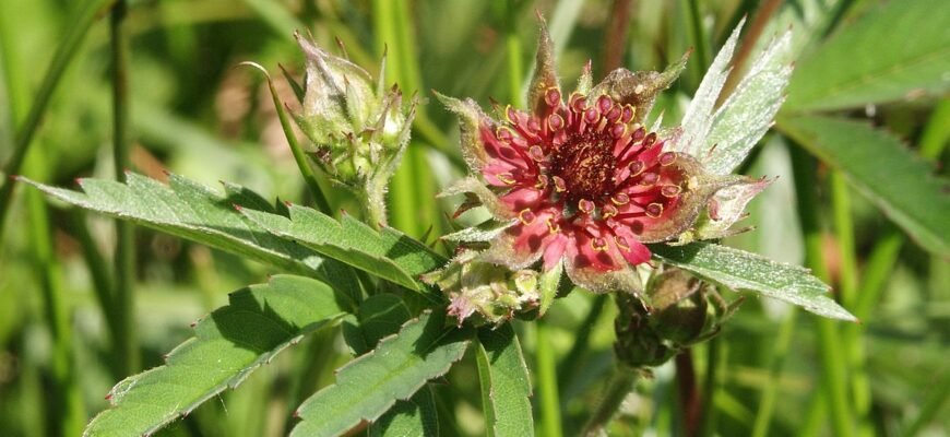 Сабельник: лікувальні властивості та способи застосування рослини