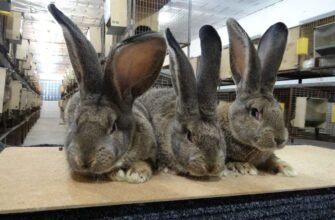 Великі породи кролів: вибір найкращих для вашого господарства