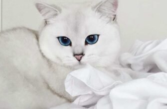 Найчарівніший кот: порода шиншилла – особливості та догляд