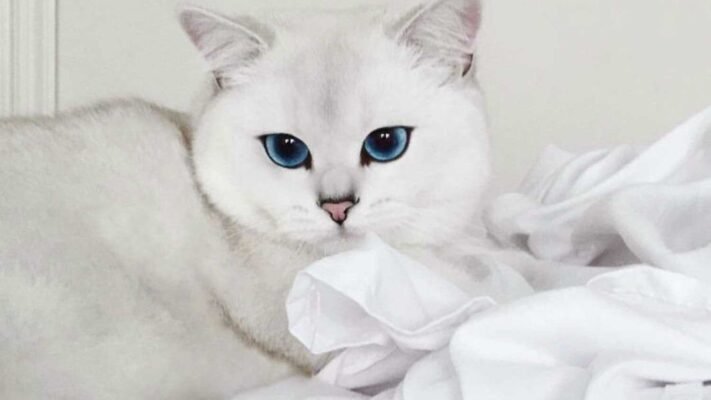 Ідеальна порода шиншилла: все про вибір і догляд за улюбленцем