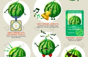 Як вибрати кавун: корисні поради для ідеального вибору ягоди Як вибрати кавун: корисні поради для ідеального вибору ягоди