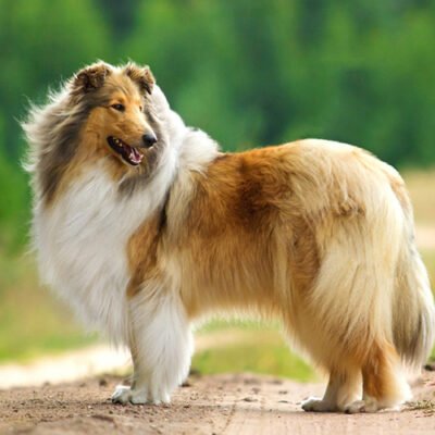 Лабрадор: все про популярну породу собак 5 букв зі світу чотирилапих