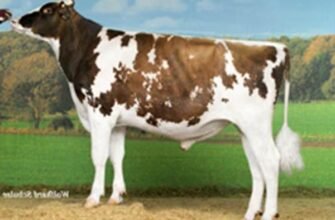 Голштинська червоно-ряба порода: особливості, переваги та утримання