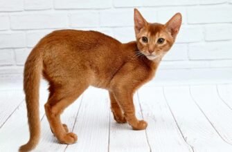 Порода рижих котів: особливості, догляд та кращі представники