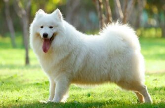 Найкращі породи білих пухнастих собак: вибір вашого ідеального друга