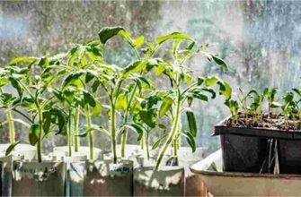 Чим підживити розсаду помідорів: народні методи для здорових рослин