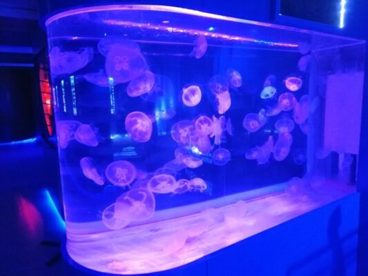 Відгуки про музей медуз: враження та поради відвідувачів