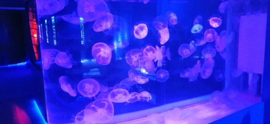Відгуки про музей медуз: враження та поради відвідувачів