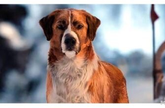 Зов предків: Яка порода собаки найкраще відображає давні інстинкти?