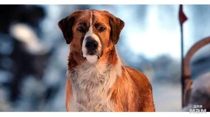 Зов предків: Яка порода собаки найкраще відображає давні інстинкти?