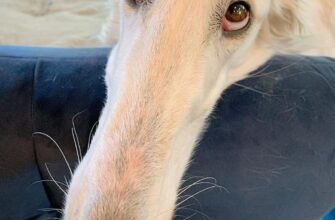 Порода собак з довгою мордою: які особливості та догляд?