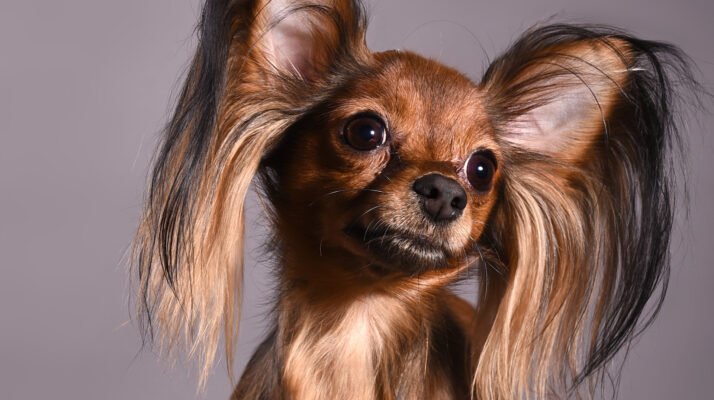 Нова порода собак: відкрийте для себе унікальних чотирилапих друзів