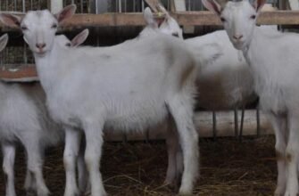 Купити козу зааненської породи в Івано-Франківську: Вигідні пропозиції