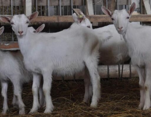 Купити козу зааненської породи в Івано-Франківську: Вигідні пропозиції