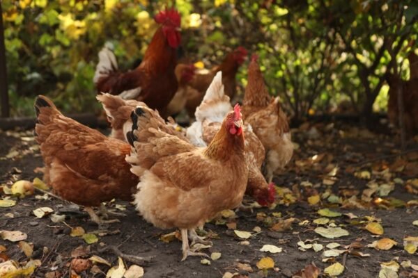 Кури яєчної породи: вибір найкращих для вашого господарства