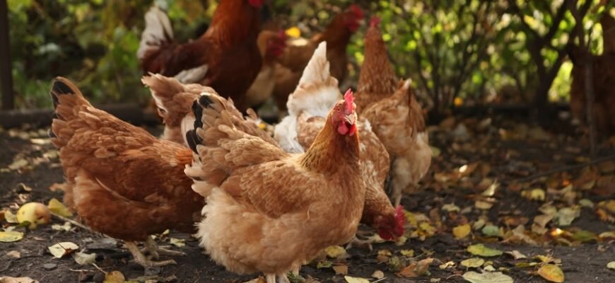 Яєчні породи курей: обираємо найпродуктивніші для вашого господарства