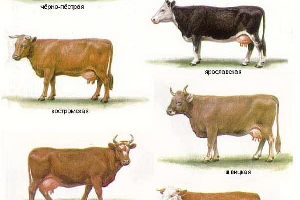 Різноманітні породи корів: оберіть ідеальну для вашого господарства