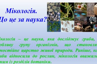 Хто такий той, хто вивчає гриби: дізнайтеся про мікологів!
