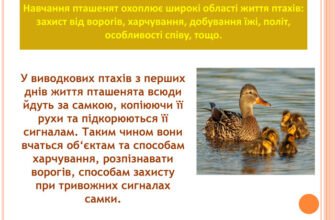 Як вчаться пташенята: процес навчання та перші кроки у світі