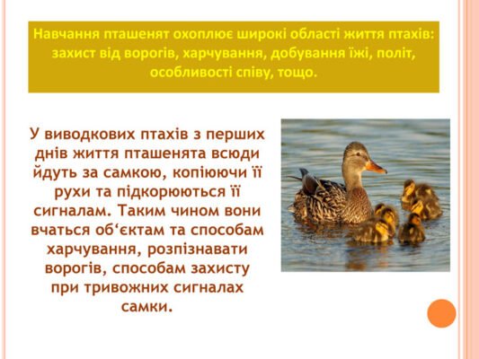 Як вчаться пташенята: процес навчання та перші кроки у світі