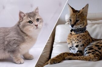 Породи кішок: Фото та Опис Популярних Різновидів Домашніх Улюбленців