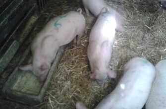 Купити маленьких поросят м’ясної породи: вигідні пропозиції для фермерів