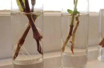 Як посадити розу з гілочки: покрокова інструкція для початківців